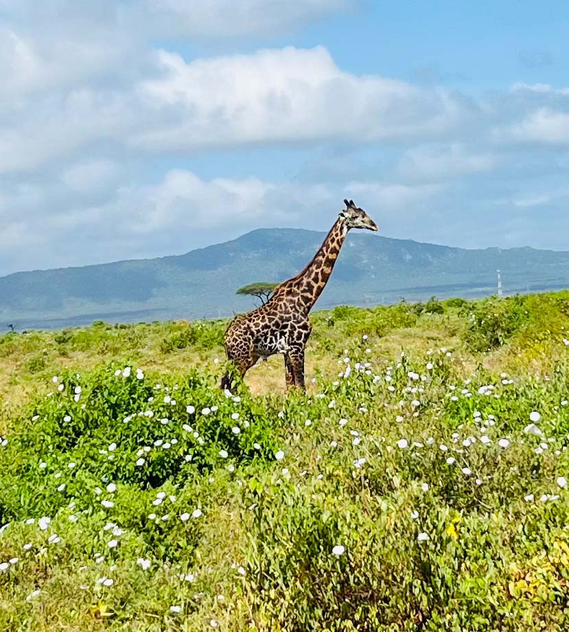 Horn+ Crane - Giraffe