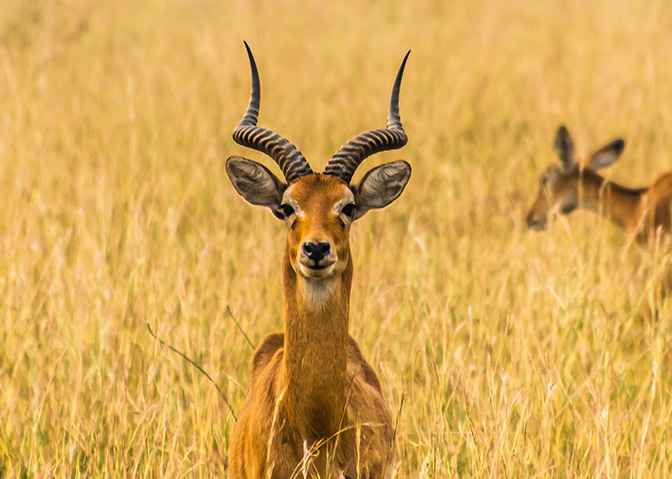 Horn + Crane - Impala