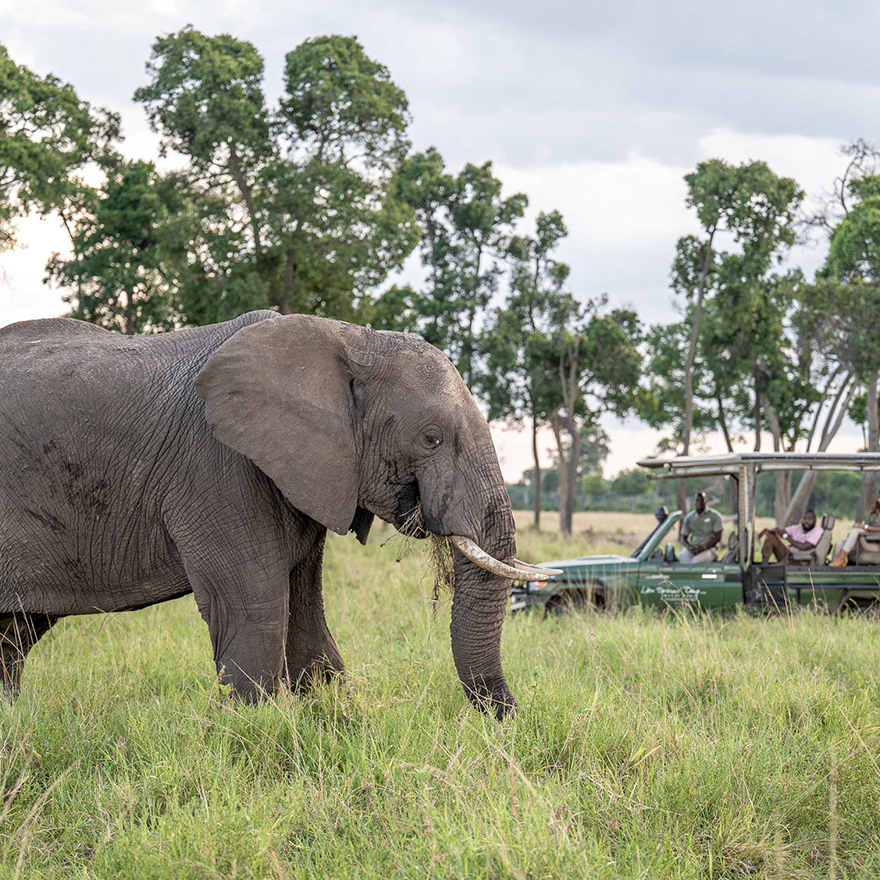 Little Governors Safari